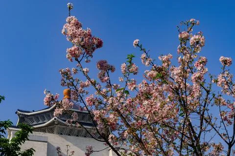 Close up shot of pink cherry tree blossom Stock Photos