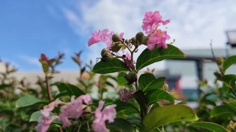 A close-up shot of pink crape myrtle flowers. Video stock 341776685