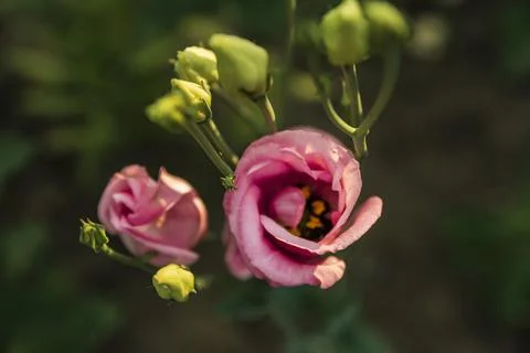 Close-up shot of pink eustoma flower in summer garden Stock Photos