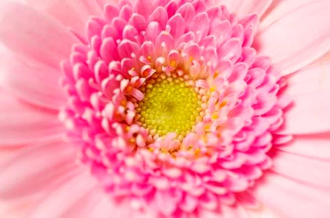 Close up shot of a pink gerbera Stock Photos