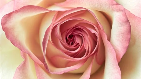Close up shot of pink rose Stock Footage 60077882