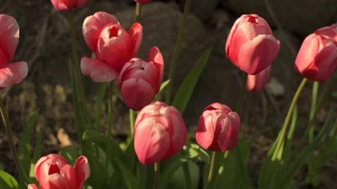 Close up shot of pink tulips Vídeo Stock 153860059