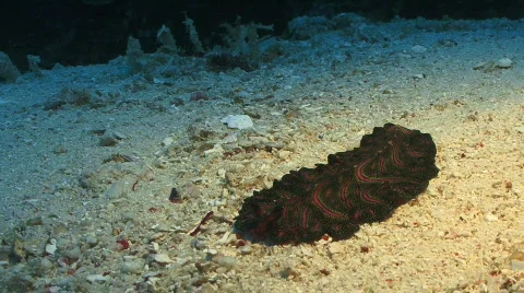 A close up shot of a Planarian (Sea) Flatworm crawling on the sandy ocean floor. Video stock 800802