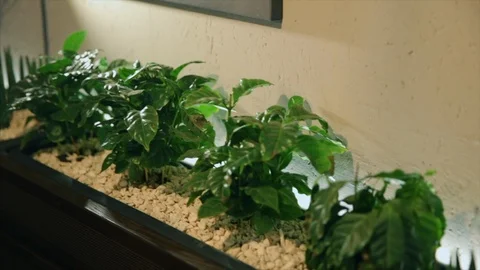 Close up shot of plants as part of interior design Stock-Footage 104126973