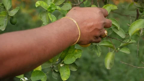 Close shot of plucking up Lemon from tree branch Video stock 151955726