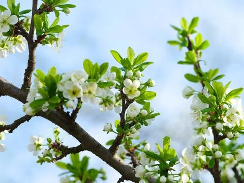 Close-up shot of plum tree branches blooming against a blue sky. Stock Photos