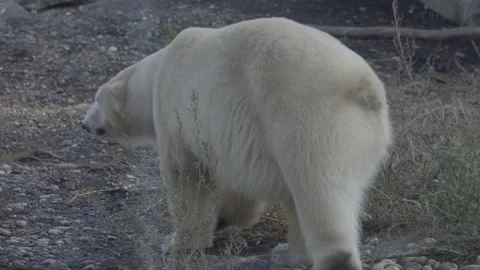 Close Up Shot Of Polar Bear Stock Footage 165160845