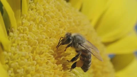 Close up shot of a pollinating bee on a sunflower in slow motion footage. Stock Footage 136126928