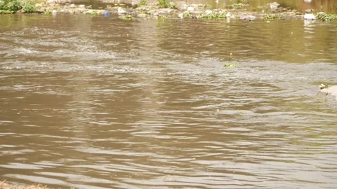 Close shot of polluted river water, Shot of water pollution in river Video stock 148541079