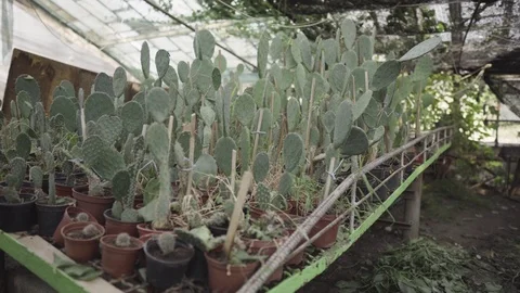 Close shot of potted cactus shelf in flower greenhouse Stock Footage 125612448