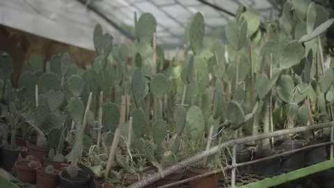 Close shot of potted cactus shelf in flower greenhouse Stock Footage 125612554