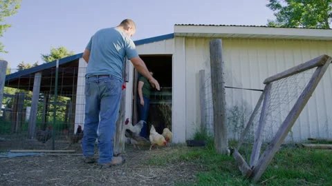 Close-up shot of poultry pecking grain in farmyard Stock Footage 204103541