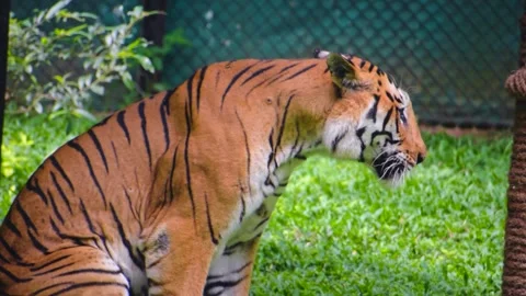 Close-up shot of a powerful Bengal tiger at Bannerghatta Zoo, showcasing it.. Stock Footage 341344618