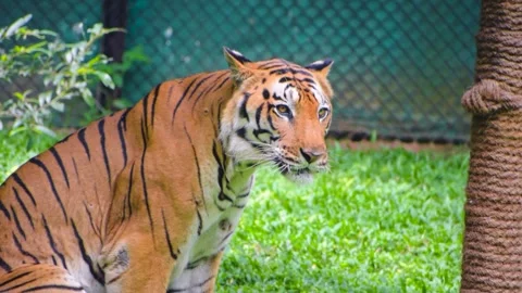 Close-up shot of a powerful Bengal tiger at Bannerghatta Zoo, showcasing it.. Stock Footage 341344620