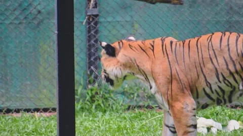 Close-up shot of a powerful Bengal tiger at Bannerghatta Zoo, showcasing it.. Stock Footage 341344623