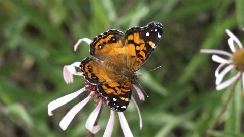 Close up shot of a pretty butterfly getting nectar. Stock-Footage 123443958