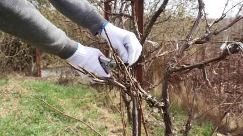 Close up shot of pruning grapevine branches in spring. Stock Footage 74274409