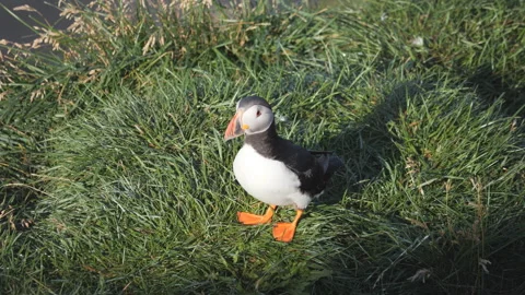 A close up shot of a puffin on the grass. Stock Footage 286735041