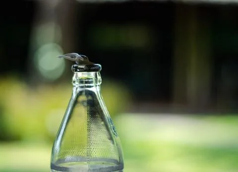Close-up shot of a pull-open water bottle . Stock Photos
