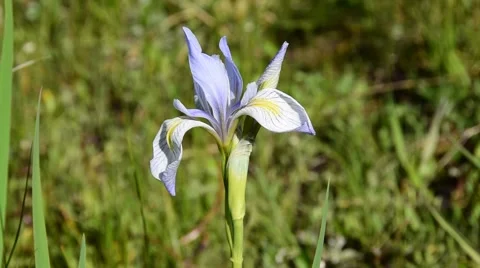 Close up shot of a purple Colorado wild flower. Stock Footage 55498053