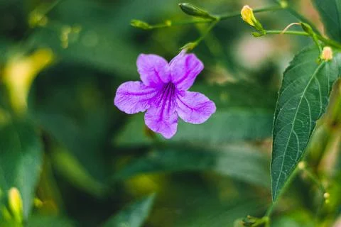 Close up shot of a purple flower with green branches and leaves in background Stock Photos