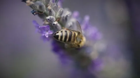 Close Shot Of Purple Lavender On Spring. A Bee Is Looking For Nectar. 4K Video. Stock Footage 338175614