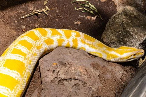 Close-up shot of a python crawling on rocks 写真素材