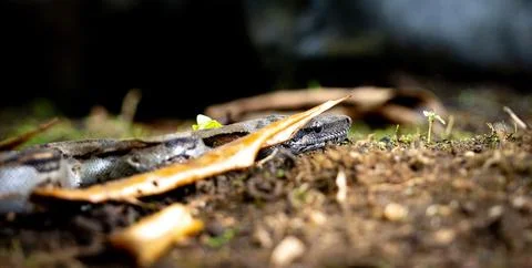 Close-up shot of a python in its natural habitat, exhibiting its spotted pattern 写真素材