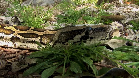 Close up shot of a python snake heading sitting patiently on a pile of Stock Footage 121581965