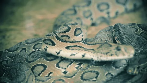 Close up shot of Python snake moving slowly Stock Footage 142428243