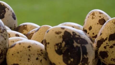 Close-up shot of quail eggs Stock Footage 137642556