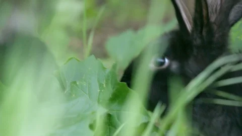 Close-up shot of an rabbit head in the grass Stock Footage 99069966