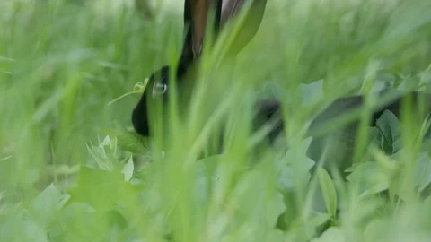 Close-up shot of rabbit hiding in the grass Stock Footage 99487673