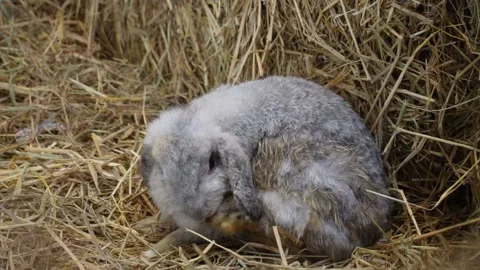 Close up shot of rabbit scratching itself Stock Footage 228024634