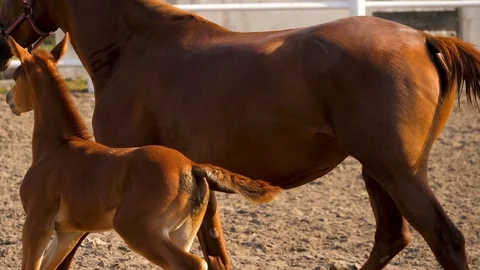 Close-up shot of racing horse in manege in slow-motion Stock Footage