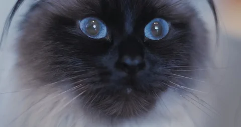Close Up Shot of Ragdoll Cat With Blue Eyes Видео 86339108
