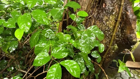 Close up shot of rain falling on green leaves in a garden on a rainy day. Stock Footage 295859246