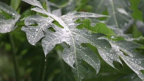 Close-up shot of rain in the forest Water drops fixed on green leaves in tropica 스톡 동영상 250474450