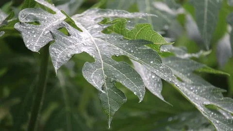 Close-up shot of rain in the forest Water drops fixed on green leaves in tropica 스톡 동영상 250474451