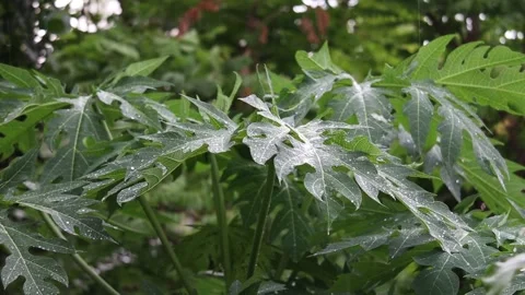 Close-up shot of rain in the forest Water drops fixed on green leaves in tropica 스톡 동영상 250474455