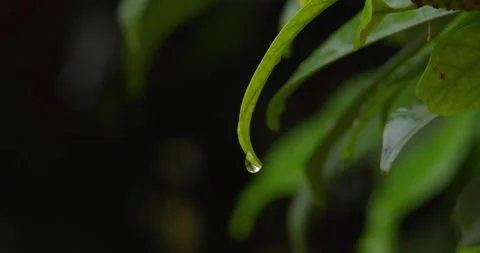 Close up shot of raindrop on the edge of a green leaf not falling down Stock Footage 261996562