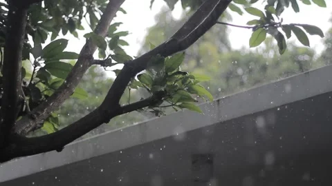 Close up shot, Raindrops from leaf, Gloomy afternoon. Rain falling in house. Stock Footage 233177349