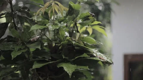 Close up shot, Raindrops from leaf, Gloomy afternoon. Rain falling in house. Stock Footage 233177352