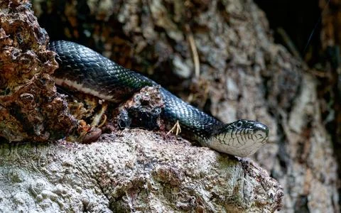 Close-up shot of a rat snake in tree 写真素材