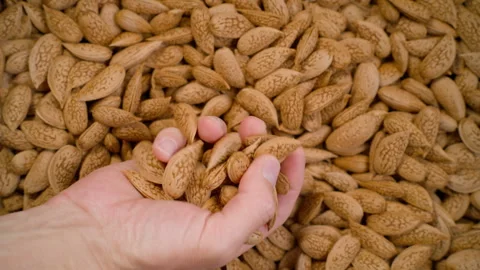 A Close-up Shot of Raw Almonds. Stock Footage 316795911