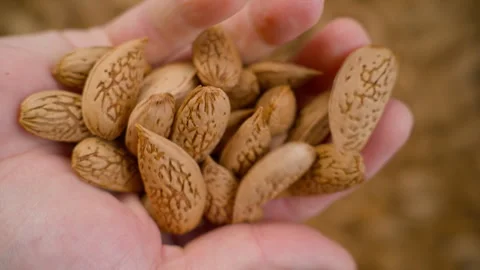 A Close-up Shot of Raw Almonds. Stock Footage 316795919