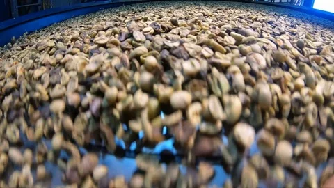 Close up shot of raw coffee beans moving into a processing machine in slow Stock Footage 107676995