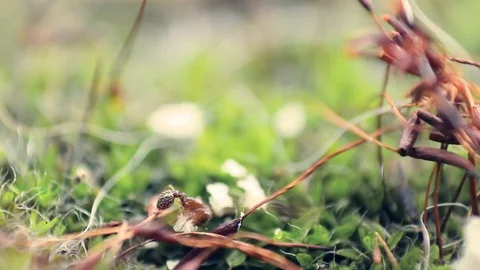 A close up shot of red ant processing bread crumb  Stock Footage 99861964