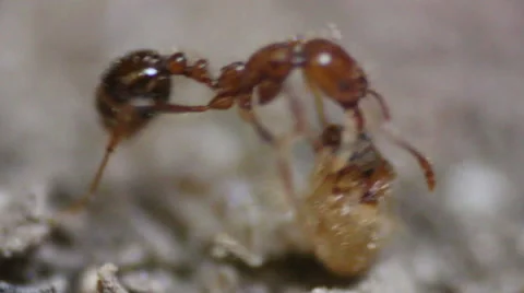 Close up Shot of Red Ants Fighting White Termites Stock-Footage 48672900
