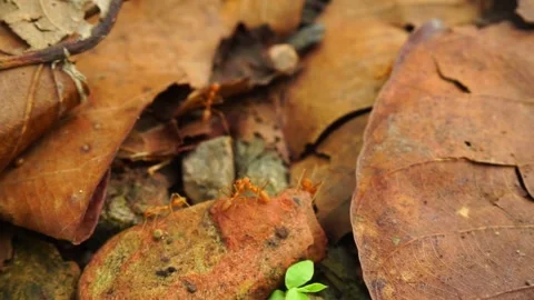 Close up shot of Red Ants in groups in an Indian Jungle with fallen leaves .. 動画素材 243248844